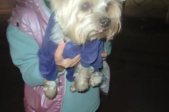 Найдена собака Йорк в фиолетовом костюмчике на ул. Иртышская Набережная, 35, Омск