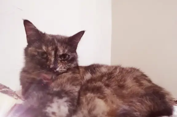 Кошки потеряшки, Санкт-Петербург, фото: Потеряшка кошка, Миллионная ул., 29, СПб