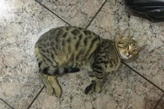 Найдена кошка с ошейником на Весёлой улице, 18