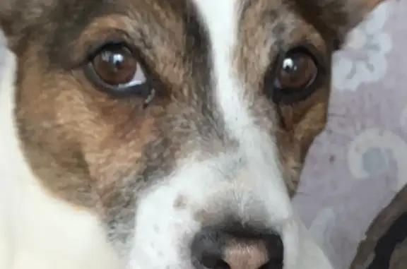 Собаки потеряшки, Курск, фото: Потеряшка собака Белая с пятном в форме сердца, Магистральный проезд, 34, Курск