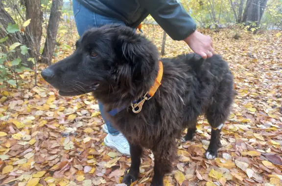 Собака Пёс найдена в посёлке Слюдорудник, на передержке в Екатеринбурге