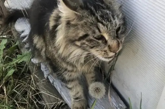Найдена кошка Мейн кун на Кумысной ул., Саратов
