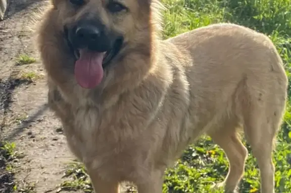 Пропала светлая собака, адрес: село Никитское, Раменский район