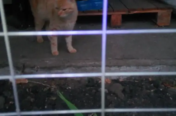 Найденные животные Ставрополь, фото: Найден рыжий домашний котик, ул. Ключевая, 307