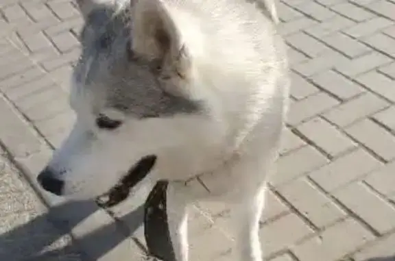 Собака найдена на Красноармейской, 143А, Томск