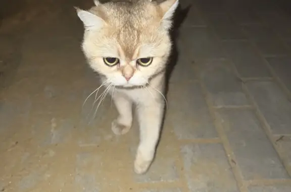 Найден породистый кот на ул. Благовещенская, Новосадовый