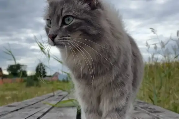 Пропала кошка Мальчик в Огневском, Челябинская обл.