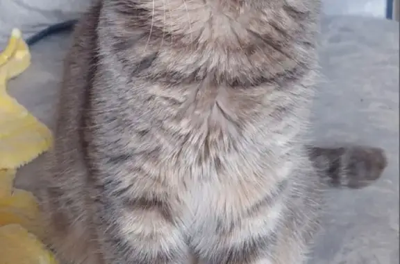 Найдена кошка Кот с белым брюшком, хвост деформирован, адрес: ул. Воровского, 70 к1, Челябинск