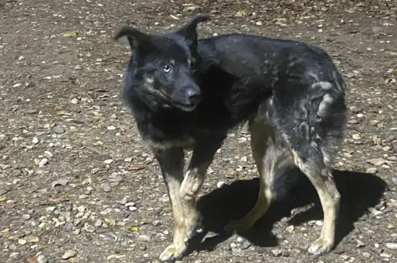 Найден пес возле деревни Ларево, нуждается в хозяевах