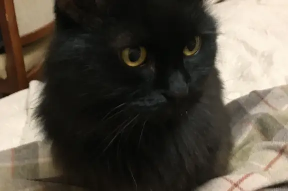 Найдена черная пушистая кошка на Ветеранов 104