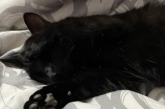 Пропала черная кошка с белым пятнышком в Бурятии