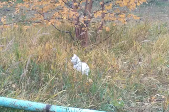 Найдена белая кошка с ошейником возле Дзержинского 6, ищем хозяев