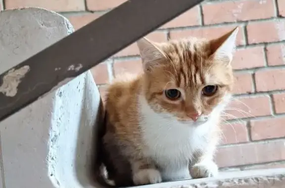 Найдена рыжая полосатая кошка с белым воротничком в Ростове