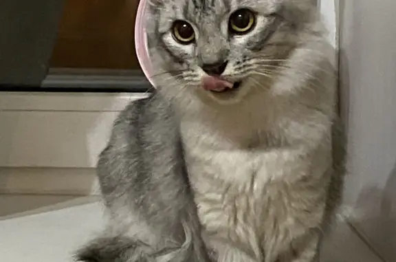 Найден кот, ищет дом! Харьковская ул., 14А, Брянск