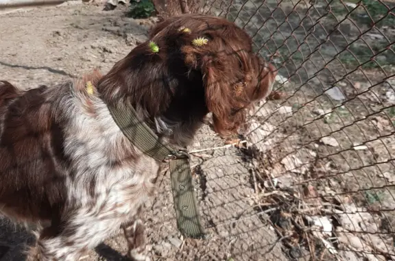 Найдена собака Охотничья без клейм, Черноморское поселение, Краснодарский край