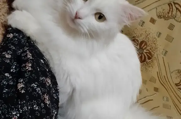 Пропала белая кошка на Оломоуцкой, 50