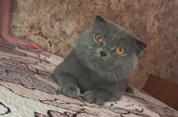 Найдена кошка Вислоухий мальчик, ул. Полежаева, 80, Саранск