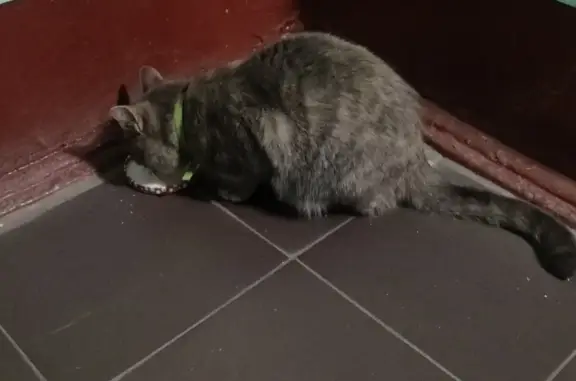 Найдена молодая кошка в Химках, просится в подъезд