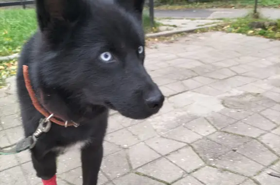 Найдена собака в Бужаниново, Московская область