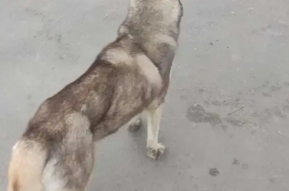 Найдена собака Хаски на территории индустриального парка