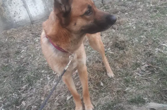Пропала собака в Иркутской области