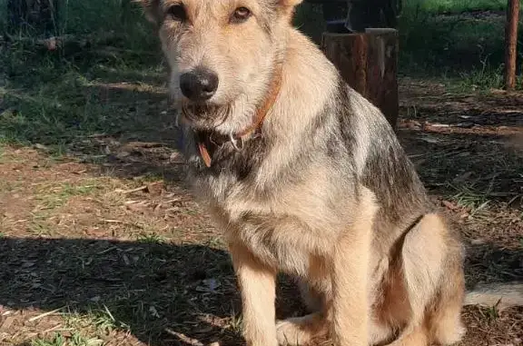 Пропала собака Лафет в Ростовской области
