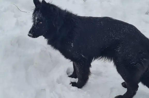 Пропала собака: Черная немецкая овчарка, Восточная улица, Московский