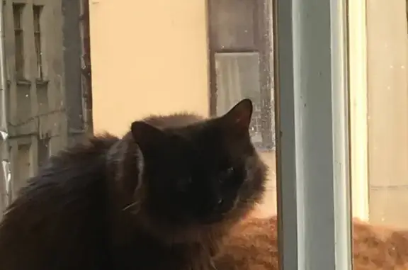 Кошки потеряшки, Санкт-Петербург, фото: Потеряшка кошка Бэнкси, ул. Подковырова 11-13, СПб