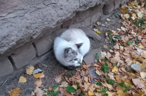 Кошка найдена на ул. Свердлова, 26, Киров