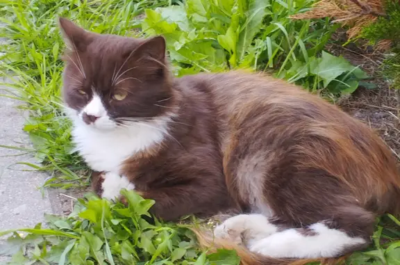 Найден чудесный котик на Новой улице