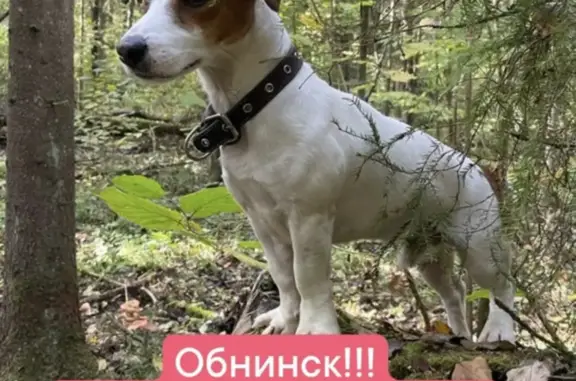 Пропала собака в Обнинске, Порода: джек Рассел терьер