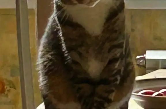 Кошки потеряшки, Санкт-Петербург, фото: Потеряшка кошка Кот, ул. Щербакова, 20 к1, СПб