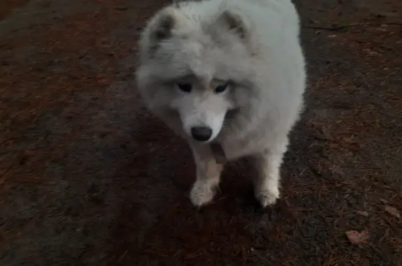 Пропала собака в Сурске, Пензенская область