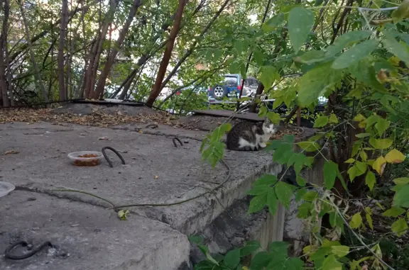 Пропала кошка на Кузнецкстроевском проспекте, возле 62 школы