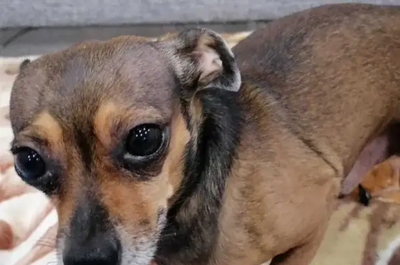 Объявления о пропавших и найденных животных, Нягань, фото: Пропала собака Мальчик, порода Торътерьер, г. Нягань, ул. Интернациональная 21