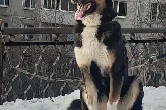 Пропала собака в Усолье-Сибирском, Иркутская обл.