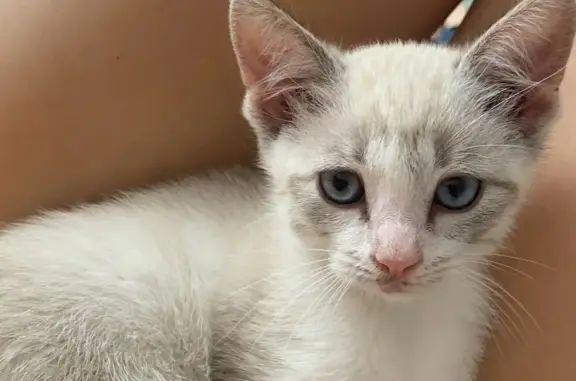 Кошка-котенок найдена на Зеленой площади, Шуя