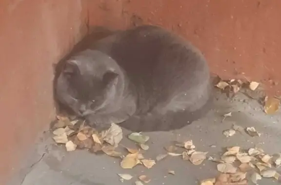 Найден британский кот в Люберцах