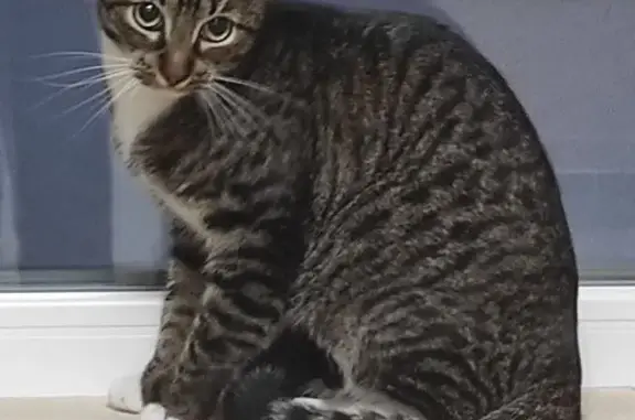 Кошки потеряшки, Санкт-Петербург, фото: Потеряшка кошка Пол, г. Санкт-Петербург