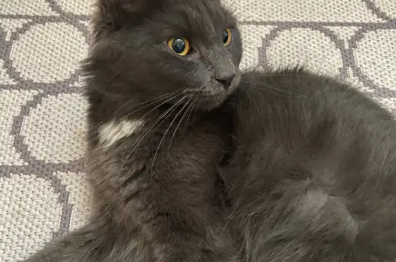 Найден котик Нибелунг, ул. Маршала Полубоярова, 24 к3, Москва