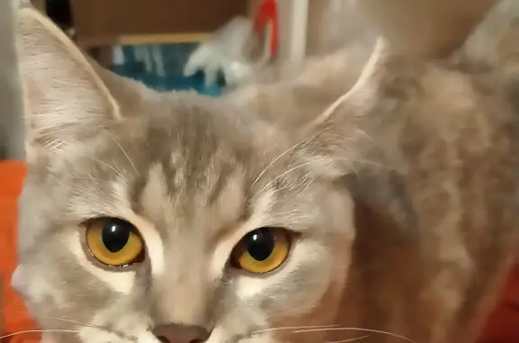 Найдена кошка с котёнком у заброшенного пивбара
