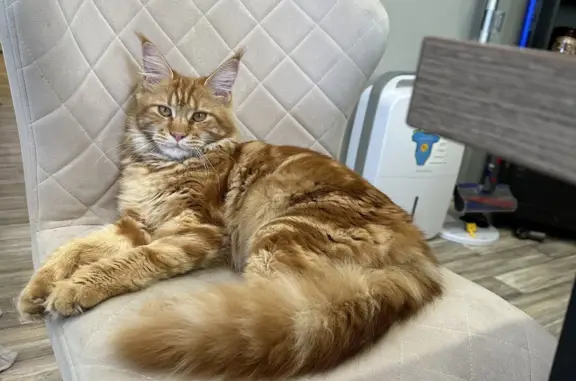 Пропала кошка Мейер-Кун на Артиллерийской, 53