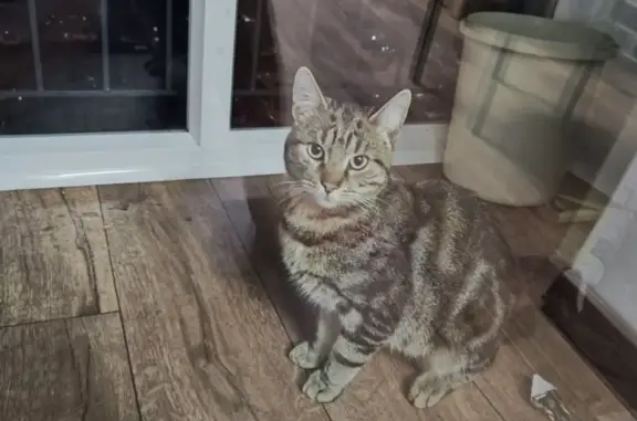 Найдена кошка в подъезде в Калининграде, ул. Мишина