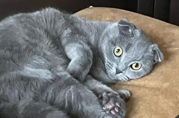 Пропала кошка Серый шотландский в Село Истье