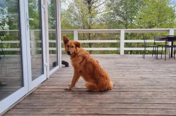 Собака найдена в Дворяниново, Тульская область