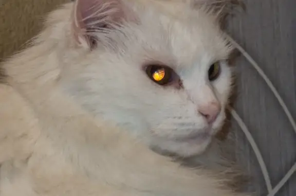 Кошки потеряшки, Санкт-Петербург, фото: Потеряшка белая кошка на Белом Куна, 7 к3, СПб