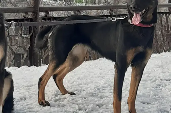 Пропала собака в Пять звёзд Усолье -Сибирское