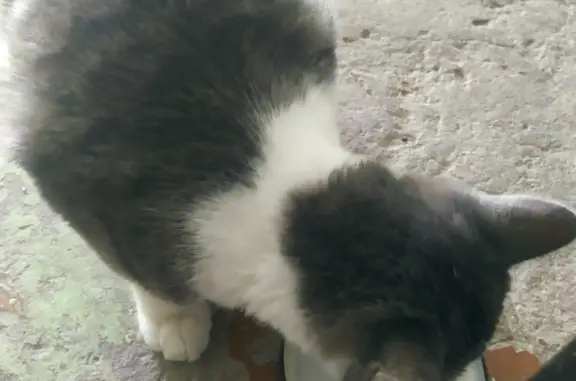 Найдена кошка на Братской ул., Пермь