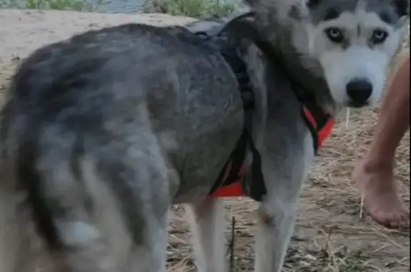 Потерянные животные Волгоград, фото: Пропала хаски! Улица Хользунова, 162, Волгоград