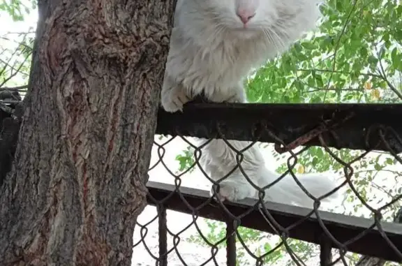 Найдена кошка в Волгограде, Кировский район
